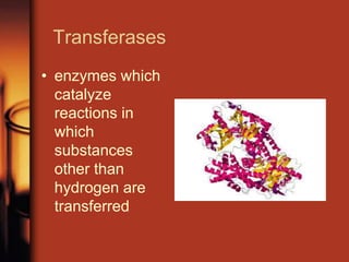 Transferases
• enzymes which
catalyze
reactions in
which
substances
other than
hydrogen are
transferred
 