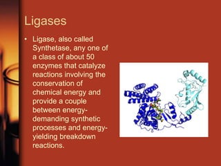 Ligases
• Ligase, also called
Synthetase, any one of
a class of about 50
enzymes that catalyze
reactions involving the
conservation of
chemical energy and
provide a couple
between energy-
demanding synthetic
processes and energy-
yielding breakdown
reactions.
 
