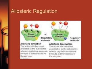 Allosteric Regulation
 