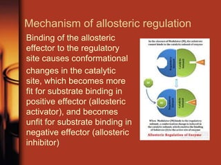 Mechanism of allosteric regulation
Binding of the allosteric
effector to the regulatory
site causes conformational
changes in the catalytic
site, which becomes more
fit for substrate binding in
positive effector (allosteric
activator), and becomes
unfit for substrate binding in
negative effector (allosteric
inhibitor)
 