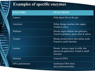 Examples of specific enzymes
ENZYMES FUNCTIONS
Lipases Help digest fats in the gut.
Amylases Helps change starches into sugars.
Found in saliva.
Maltases Breaks sugar maltose into glucoses.
Found in potatoes, pasta, beer & saliva.
Trypsin Breaks protein down into amino acids.
Found in small intestine.
Lactase Breaks lactose, sugar in milk, into
glucose & galactoses. Found in small
intestine.
Helicase Unravels DNA
DNA polymerases Synthesize DNA from
deoxyribonucleotides.
 