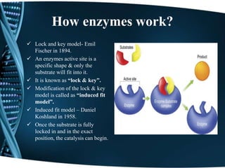 How enzymes work?
 Lock and key model- Emil
Fischer in 1894.
 An enzymes active site is a
specific shape & only the
substrate will fit into it.
 It is known as “lock & key”.
 Modification of the lock & key
model is called as “induced fit
model”.
 Induced fit model – Daniel
Koshland in 1958.
 Once the substrate is fully
locked in and in the exact
position, the catalysis can begin.
 