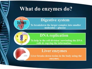 What do enzymes do?
Digestive system
To breakdown the larger complex into smaller
molecules – glucose
DNA replication
T To help in the cell division/ unwinding the DNA
coils & copying the information.
Liver enzymes
Liver breaks down toxins in the body using the
enzymes.
 