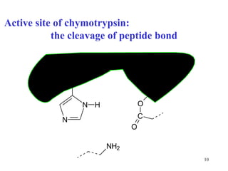 Active site of chymotrypsin:  the cleavage of peptide bond 
