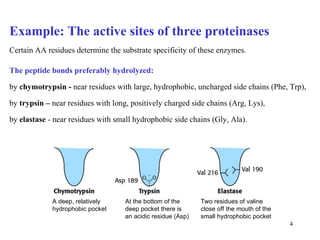 Example:  The active sites of three proteinases Certain  AA  residues determin e  the substrate specificity of these enzymes. The peptide bonds prefer ably hydrolyzed:   by  chymotrypsin  -  near  residues with large, hydrophobic, uncharged side chains (Phe, Trp), by  trypsin  –   near  residues with long, positively charged side chains (Arg, Lys),  by  elastase   - near  residues with small hydrophobic side chains (Gly, Ala). A deep, relatively hydrophobic pocket At the bottom of the deep pocket there is an acidic residue (Asp) Two residues of valine close off the mouth of the small hydrophobic pocket 