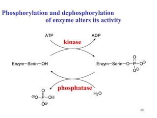 Phosphorylation and dephosphorylation  of enzyme   alters its  a c tivit y kinase phosphatase 