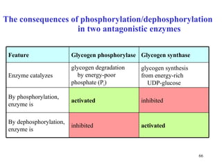 The consequences of phosphorylation/dephosphorylation  in two antagonistic enzymes activated inhibited By dephosphorylation, enzyme is inhibited activated By phosphorylation, enzyme is glycogen synthesis  from energy-rich  UDP-glucose  glycogen degradation  by energy-poor  phosphate (P i ) Enzyme catalyzes Glycogen synthase Glycogen phosphorylase Feature 