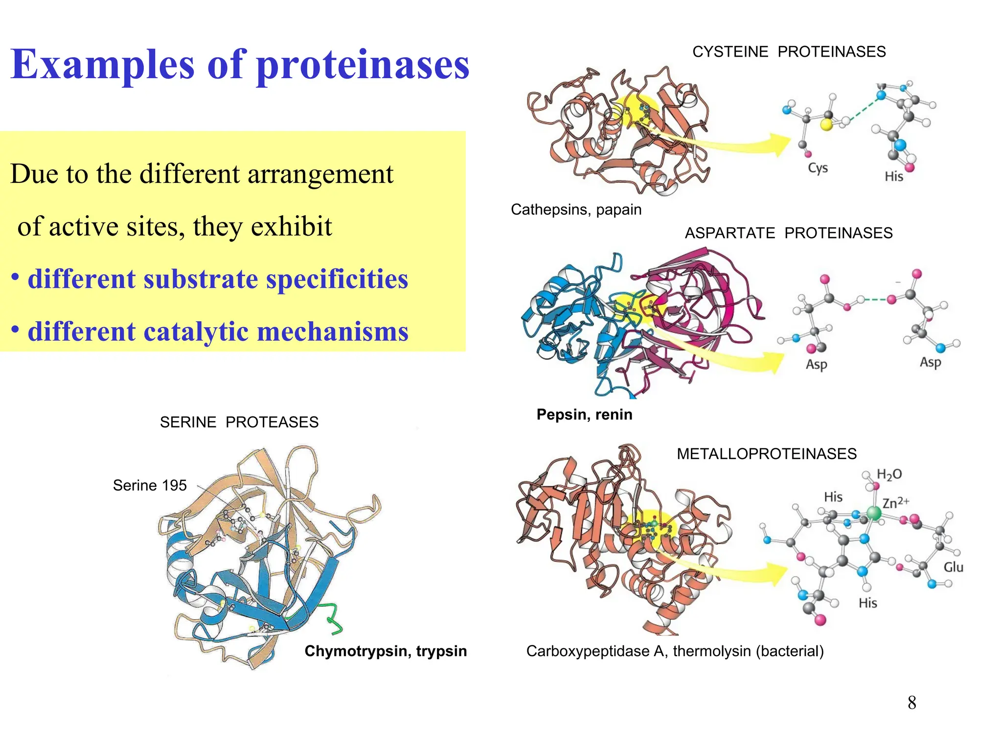 Mechanism of enzyme reaction, metalloenzymes, kinetics, activity ...