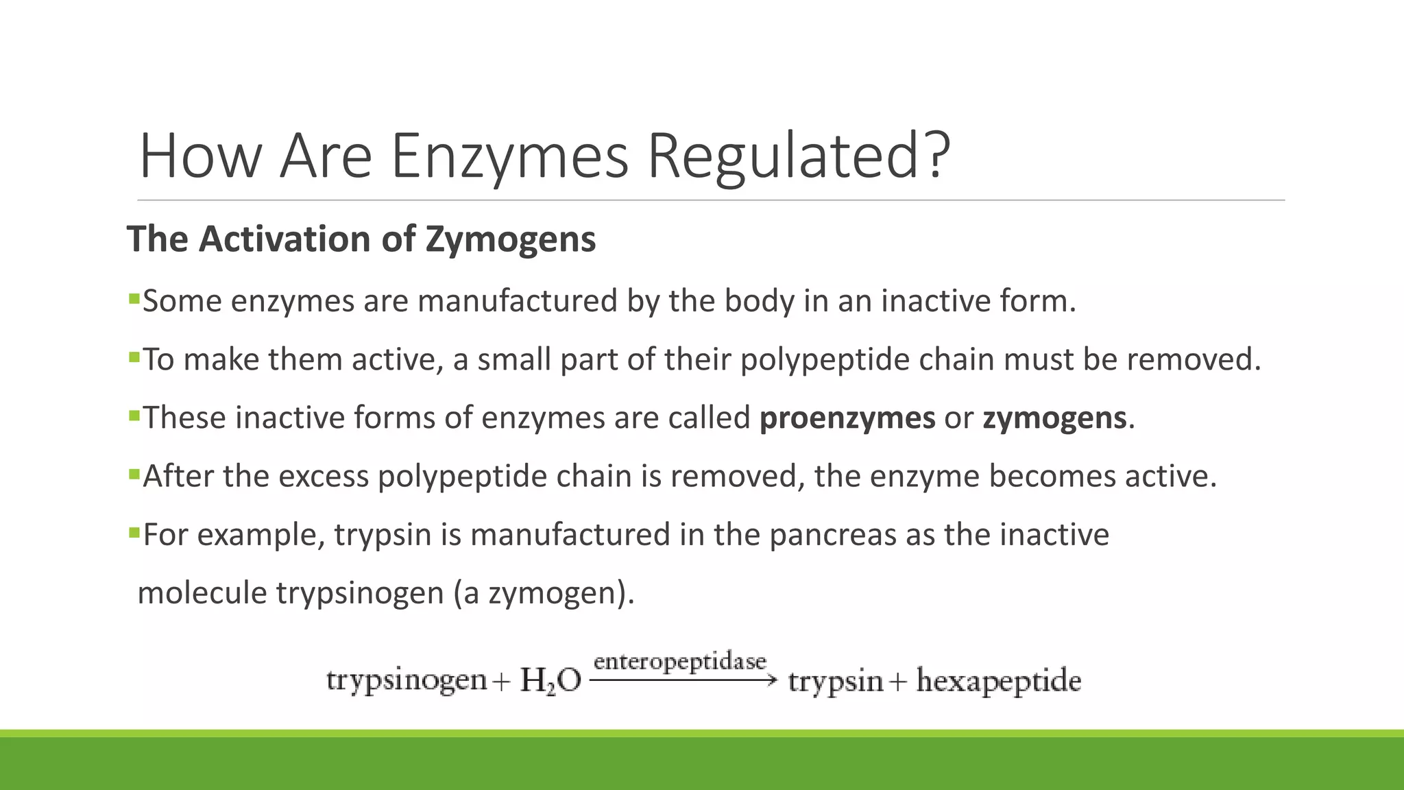 How Are Enzymes Regulated?
The Activation of Zymogens
Some enzymes are manufactured by the body in an inactive form.
To make them active, a small part of their polypeptide chain must be removed.
These inactive forms of enzymes are called proenzymes or zymogens.
After the excess polypeptide chain is removed, the enzyme becomes active.
For example, trypsin is manufactured in the pancreas as the inactive
molecule trypsinogen (a zymogen).
 