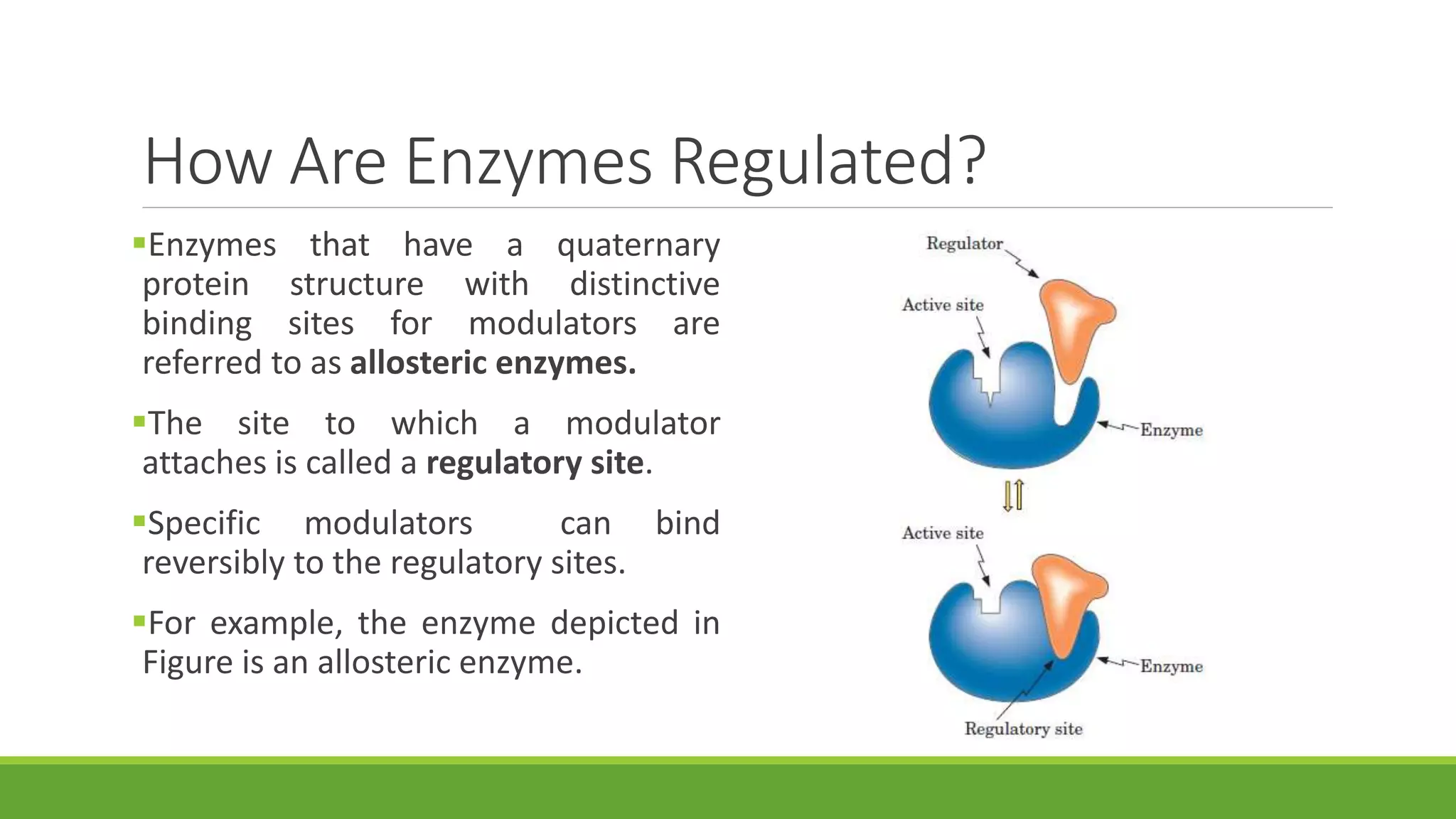 How Are Enzymes Regulated?
Enzymes that have a quaternary
protein structure with distinctive
binding sites for modulators are
referred to as allosteric enzymes.
The site to which a modulator
attaches is called a regulatory site.
Specific modulators can bind
reversibly to the regulatory sites.
For example, the enzyme depicted in
Figure is an allosteric enzyme.
 