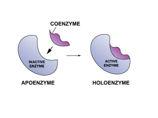 Enzymes - The biological catalysts | PPTX