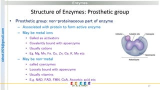 Prosthetic Group Examples Enzymes | PDF