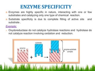 Reaction Specificity Example Enzymes | PPTX
