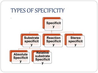 Reaction Specificity Example Enzymes | PPTX