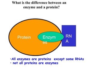 Enzymes | PPTX