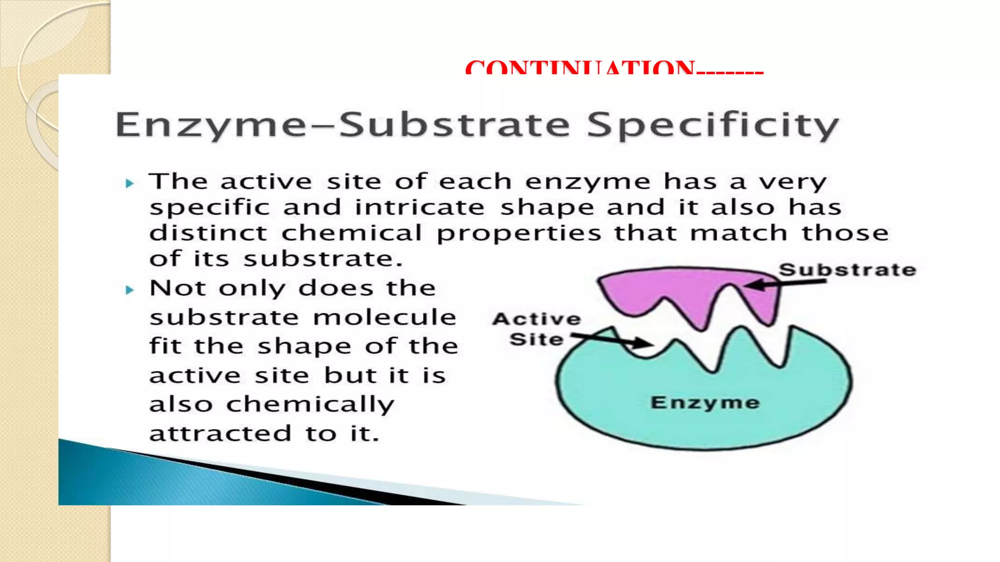 Enzymes- Overview | PDF
