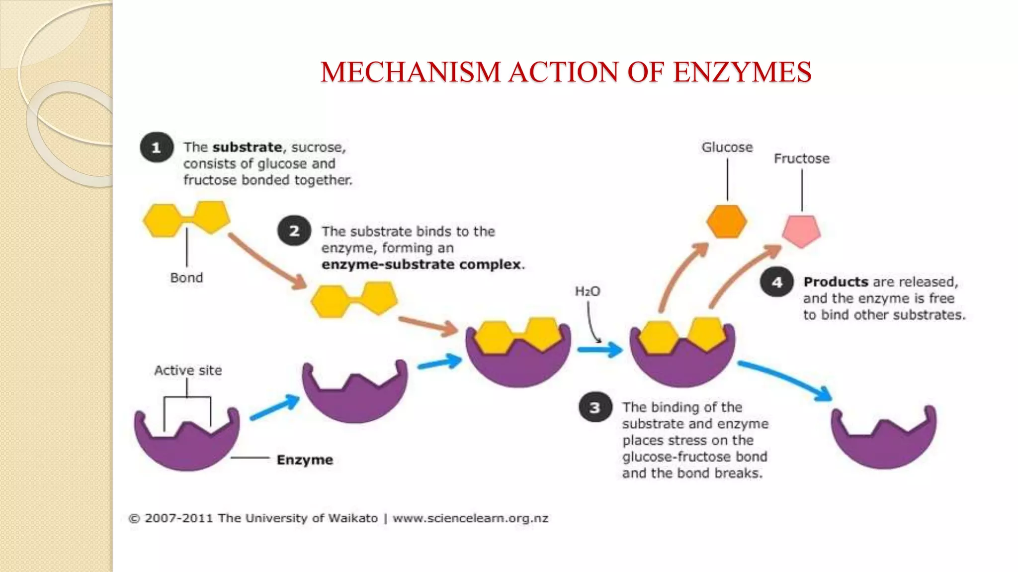 Enzymes- Overview | PDF