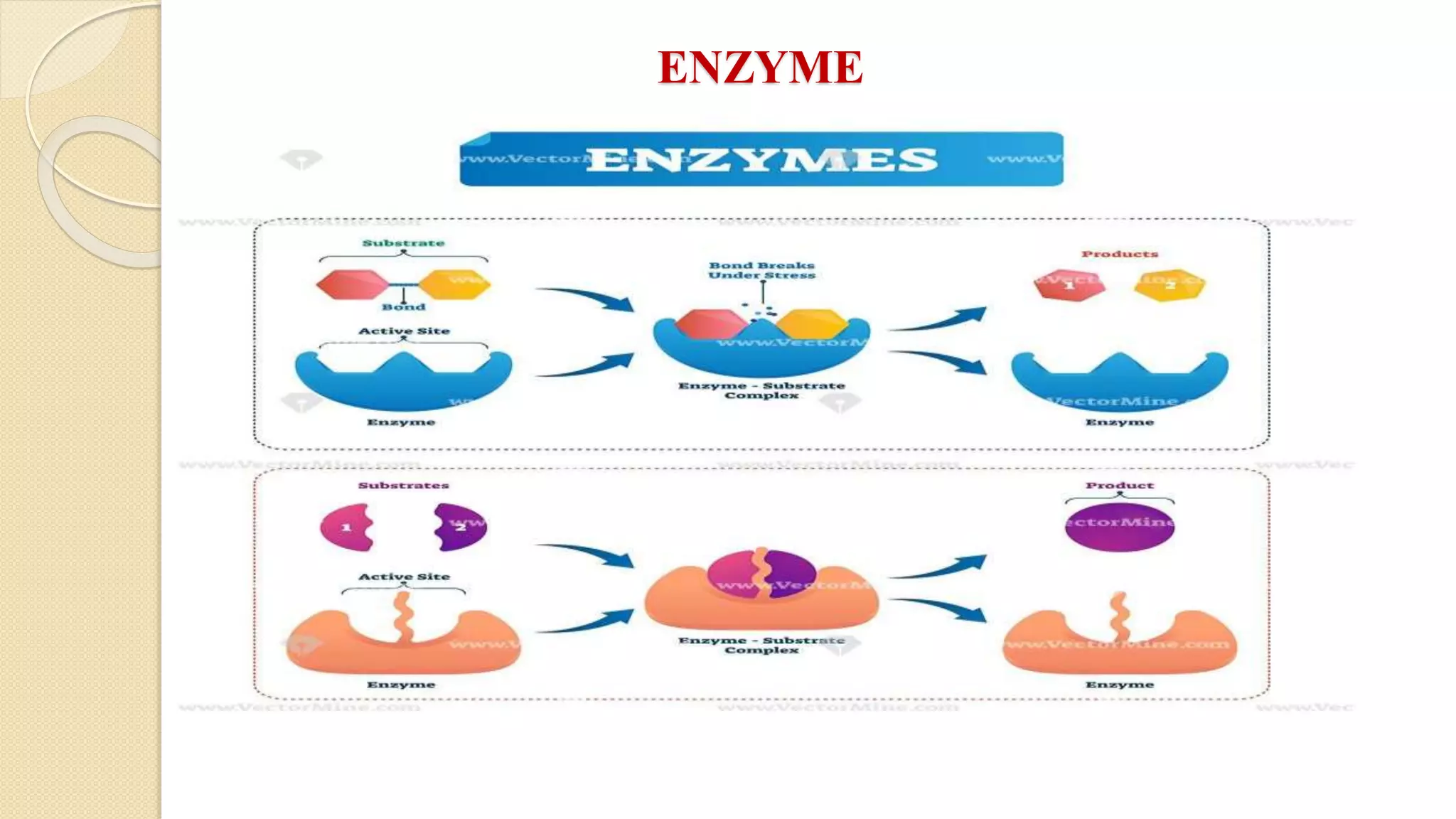 Enzymes- Overview | PDF