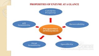 PROPERITIES OF ENZYME AT A GLANCE
 