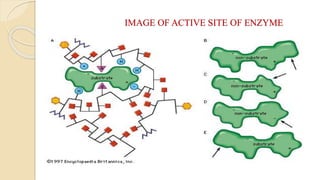 IMAGE OF ACTIVE SITE OF ENZYME
 