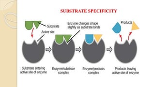 SUBSTRATE SPECIFICITY
 