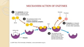 MECHANISM ACTION OF ENZYMES
 