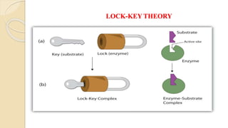 LOCK-KEY THEORY
 