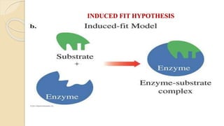 INDUCED FIT HYPOTHESIS
 