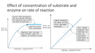 Effect of concentration of substrate and
enzyme on rate of reaction
 