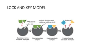 LOCK AND KEY MODEL
 