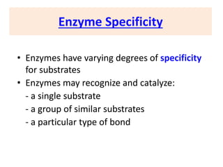 Enzyme Specificity
• Enzymes have varying degrees of specificity
for substrates
• Enzymes may recognize and catalyze:
- a single substrate
- a group of similar substrates
- a particular type of bond
 
