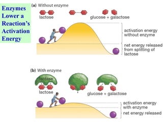 Enzymes
Lower a
Reaction’s
Activation
Energy
 