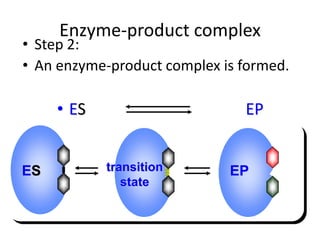 Enzyme-product complex
• Step 2:
• An enzyme-product complex is formed.
• ES EP
ES EP
transition
state
 