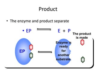 Product
• The enzyme and product separate
• EP E + P The product
is made
Enzyme is
ready
for
another
substrate.
EP
 