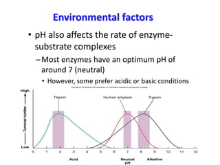 Environmental factors
• pH also affects the rate of enzyme-
substrate complexes
–Most enzymes have an optimum pH of
around 7 (neutral)
• However, some prefer acidic or basic conditions
 