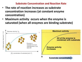 Substrate Concentration and Reaction Rate
• The rate of reaction increases as substrate
concentration increases (at constant enzyme
concentration)
• Maximum activity occurs when the enzyme is
saturated (when all enzymes are binding substrate)
 