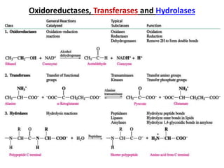 Oxidoreductases, Transferases and Hydrolases
 