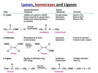 Lyases, Isomerases and Ligases
 
