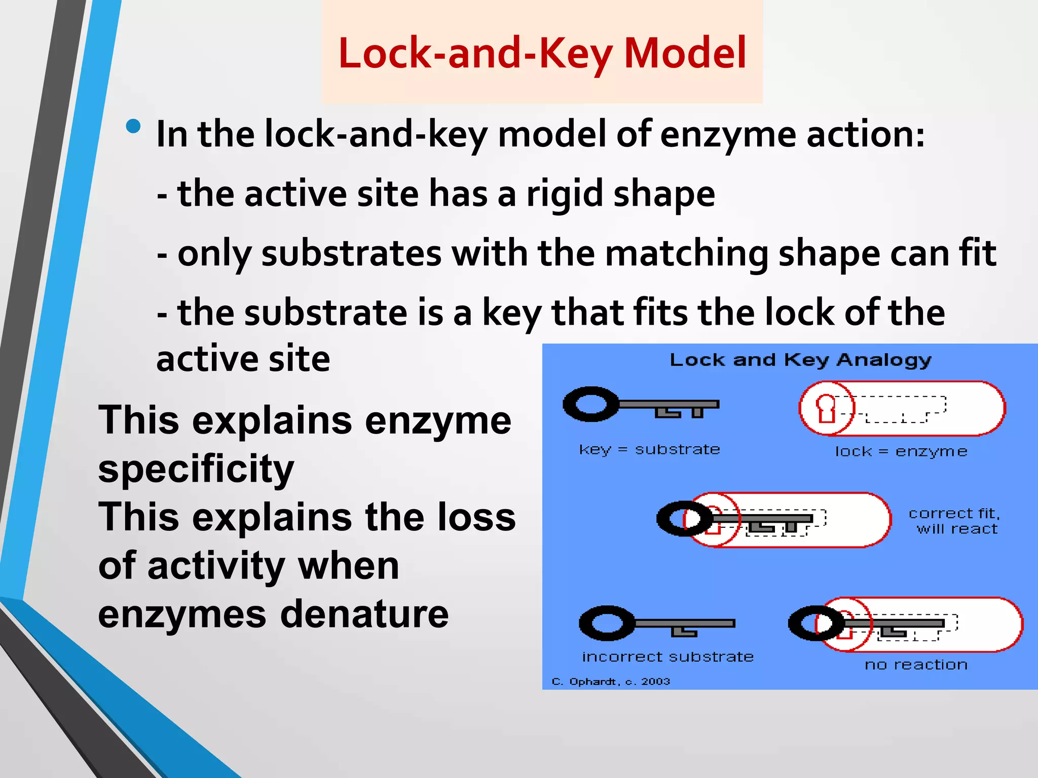 Lock-and-Key Model
• In the lock-and-key model of enzyme action:
- the active site has a rigid shape
- only substrates with the matching shape can fit
- the substrate is a key that fits the lock of the
active site
This explains enzyme
specificity
This explains the loss
of activity when
enzymes denature
 