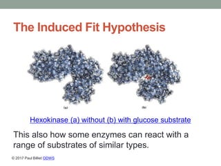 The Induced Fit Hypothesis
This also how some enzymes can react with a
range of substrates of similar types.
Hexokinase (a...