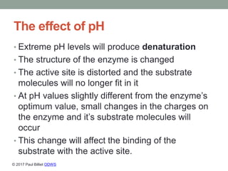 The effect of pH
• Extreme pH levels will produce denaturation
• The structure of the enzyme is changed
• The active site ...