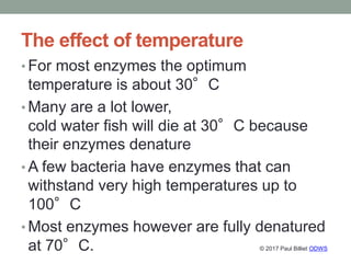 The effect of temperature
• For most enzymes the optimum
temperature is about 30°C
• Many are a lot lower,
cold water fish...