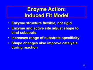 10
Enzyme Action:
Induced Fit Model
• Enzyme structure flexible, not rigid
• Enzyme and active site adjust shape to
bind substrate
• Increases range of substrate specificity
• Shape changes also improve catalysis
during reaction
 