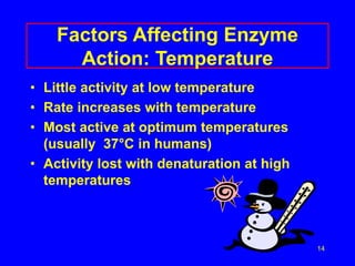 14
Factors Affecting Enzyme
Action: Temperature
• Little activity at low temperature
• Rate increases with temperature
• Most active at optimum temperatures
(usually 37°C in humans)
• Activity lost with denaturation at high
temperatures
 