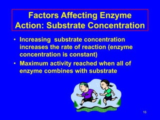 16
Factors Affecting Enzyme
Action: Substrate Concentration
• Increasing substrate concentration
increases the rate of reaction (enzyme
concentration is constant)
• Maximum activity reached when all of
enzyme combines with substrate
 