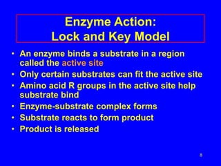 8
Enzyme Action:
Lock and Key Model
• An enzyme binds a substrate in a region
called the active site
• Only certain substrates can fit the active site
• Amino acid R groups in the active site help
substrate bind
• Enzyme-substrate complex forms
• Substrate reacts to form product
• Product is released
 