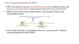 Enzymes.pptx