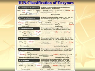 ENZYMES.ppt
