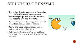 The active site of an enzyme is the region
that binds substrates, co-factors and
prosthetic groups and contains residue
that helps to hold the substrate.
 Active sites generally occupy less than 5%
of the total surface area of enzyme.
 Active site has a specific shape due to
tertiary structure of protein.
 A change in the shape of protein affects
the shape of active site and function of the
enzyme.
 