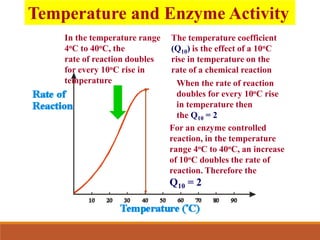 In the temperature range
4oC to 40oC, the
rate of reaction doubles
for every 10oC rise in
temperature
The temperature coefficient
(Q10) is the effect of a 10oC
rise in temperature on the
rate of a chemical reaction
When the rate of reaction
doubles for every 10oC rise
in temperature then
the Q10 = 2
For an enzyme controlled
reaction, in the temperature
range 4oC to 40oC, an increase
of 10oC doubles the rate of
reaction. Therefore the
Q10 = 2
Temperature and Enzyme Activity
 